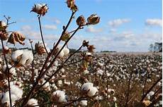 Organic Cotton Yarns