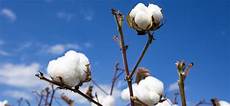 Weaving Cotton Yarns