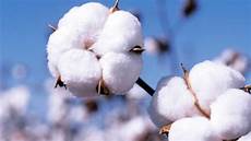 Combed Cotton Yarn Products