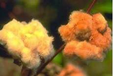 Cotton Blended Yarn
