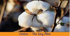 Cotton Yarn Dyed Fabric