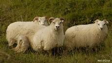 Cotton Yarns