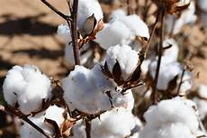Cotton