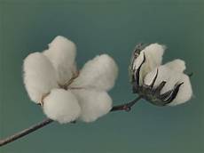 Fabric Yarns