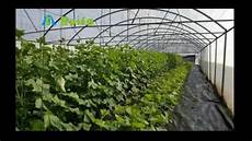 Greenhouse Pe