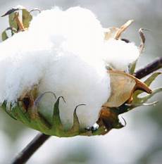Pima Cotton Yarn