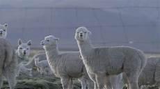 Semiworsted Yarns